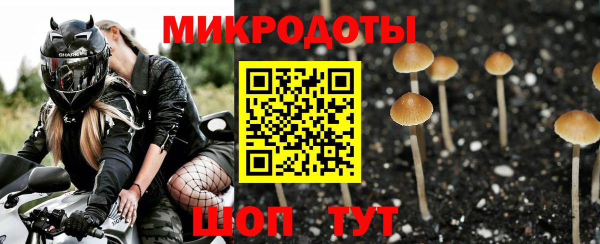 Псилоцибиновые грибы Psilocybe Каменка